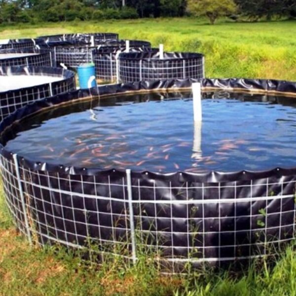 bioflock fish