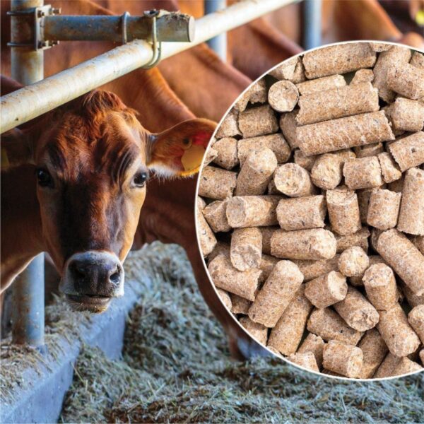 cattle feed