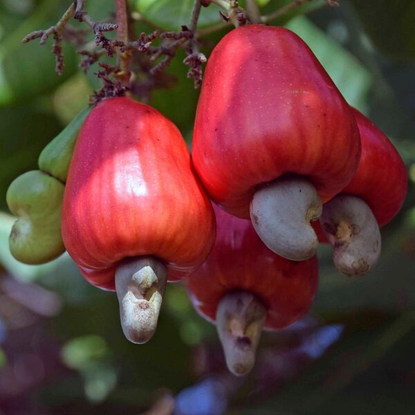 cashew