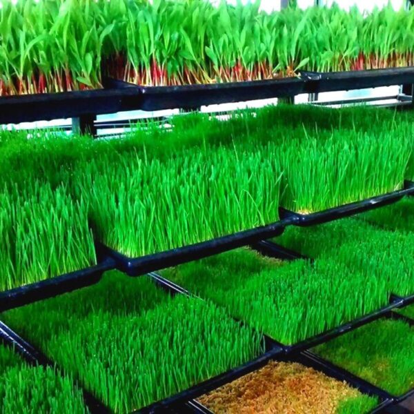 hydroponic
