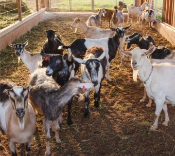 goat farm