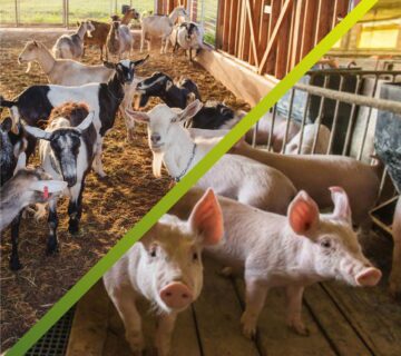 goat pig farming