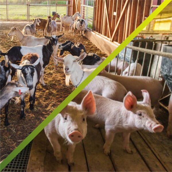 goat pig farming
