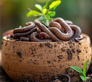 vermi compost