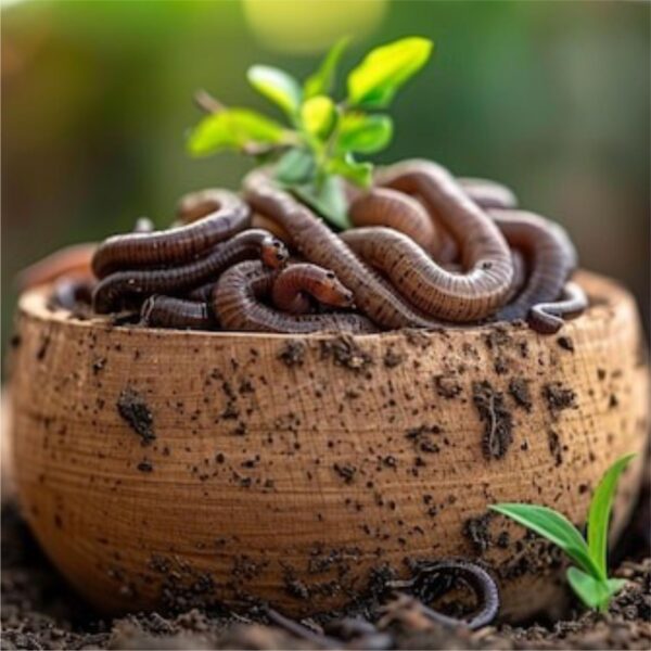 vermi compost