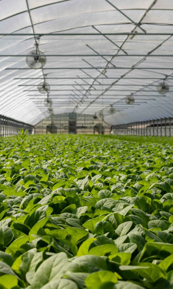 hydroponic farming india