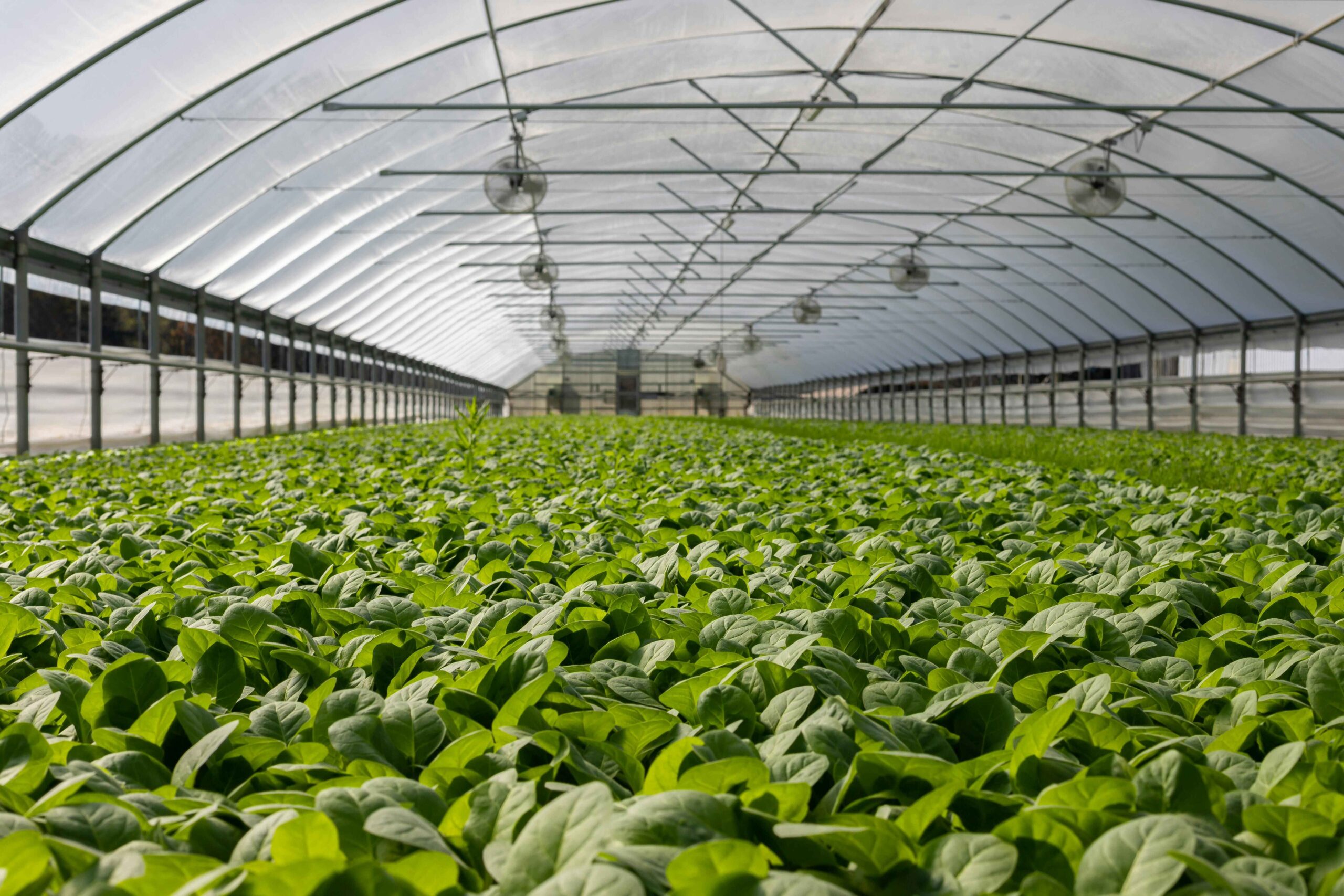 hydroponic farming india